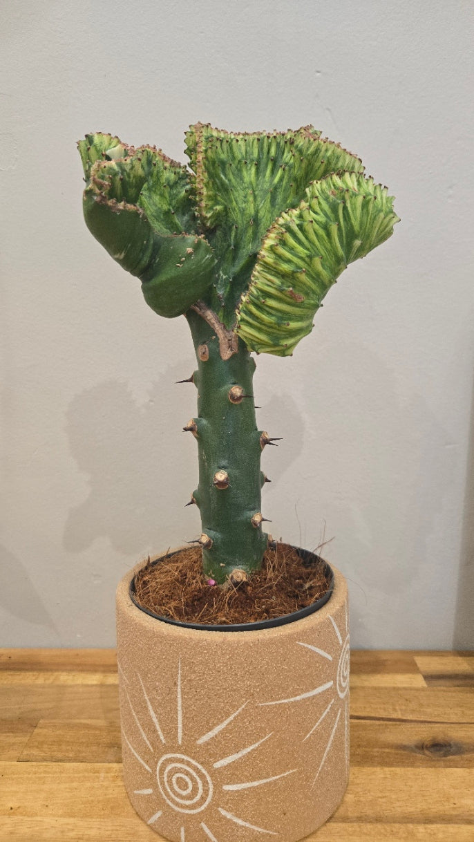 EUPHORBIA CRISTATA