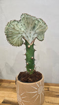 EUPHORBIA CRISTATA