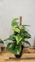 EPIPREMNUM PINNATUM MARBLE KING
