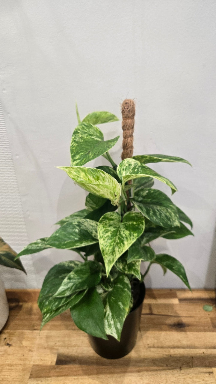 EPIPREMNUM PINNATUM MARBLE KING