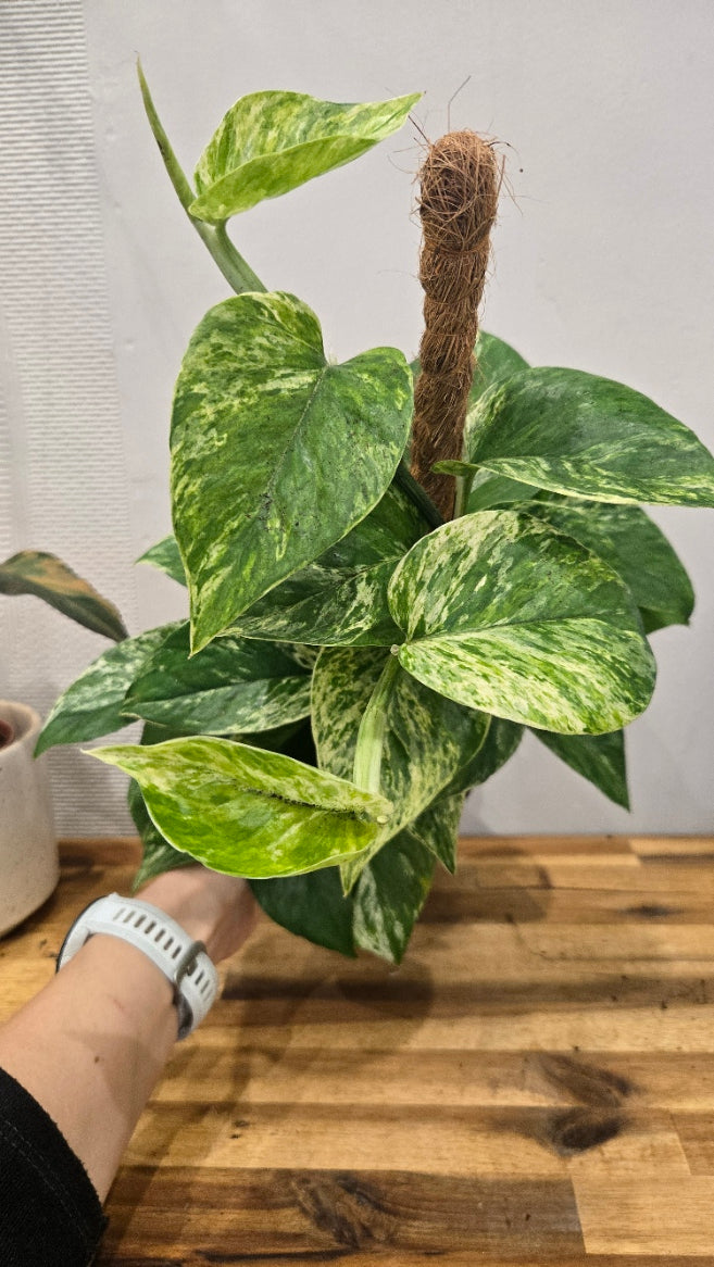 EPIPREMNUM PINNATUM MARBLE KING