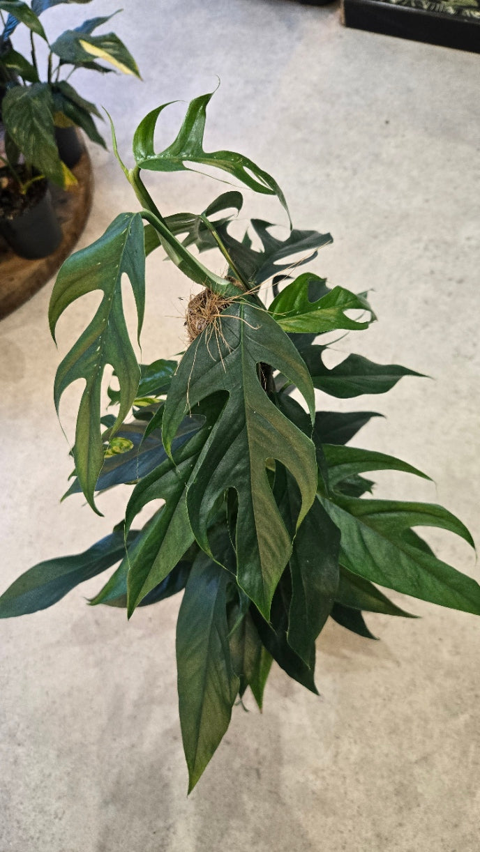 EPIPREMNUM PINNATUM BALTIK BLUE