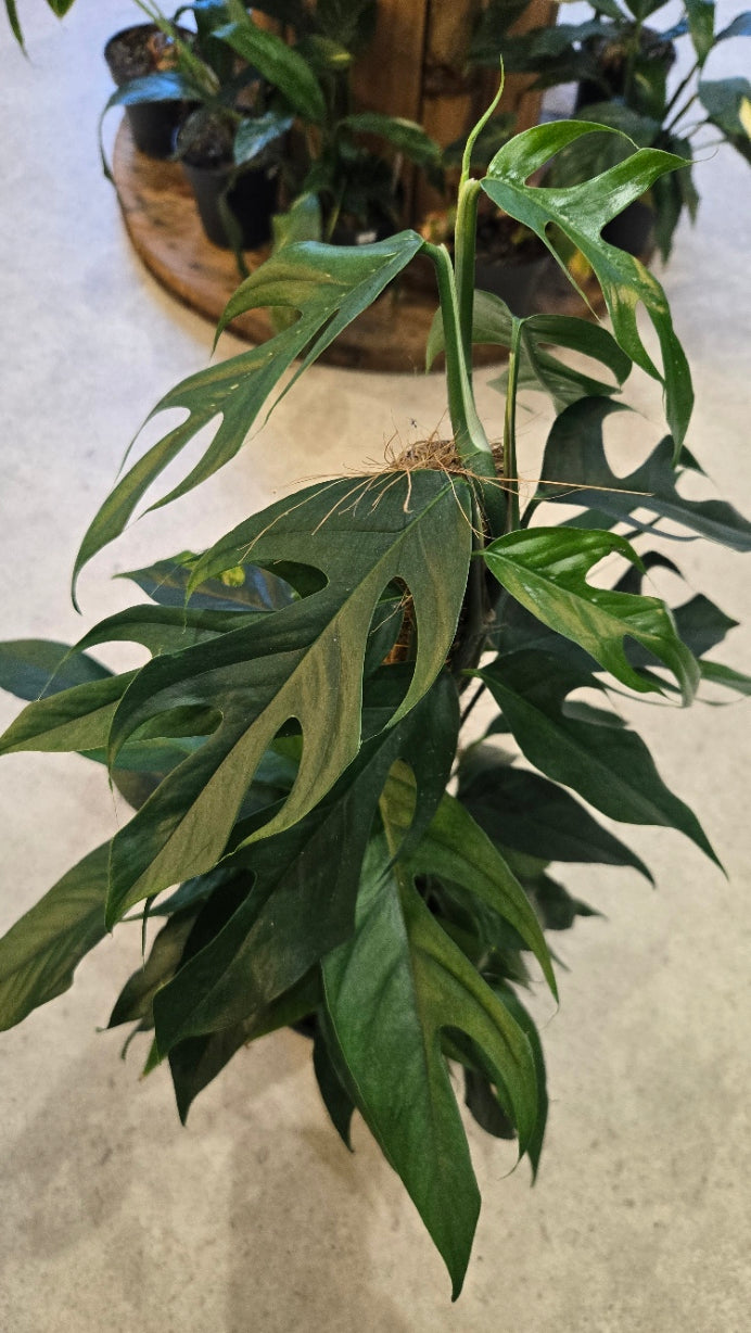 EPIPREMNUM PINNATUM BALTIK BLUE