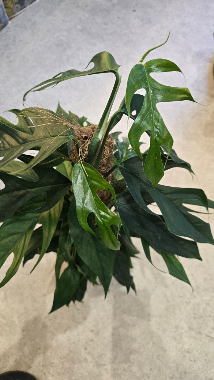 EPIPREMNUM PINNATUM BALTIK BLUE