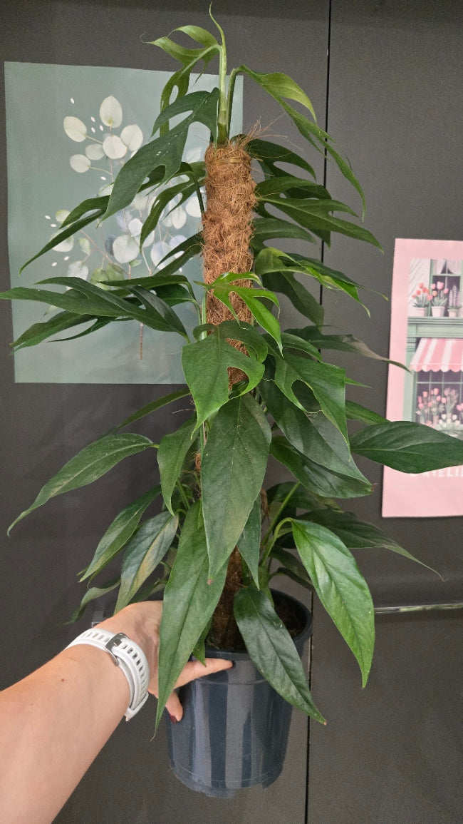EPIPREMNUM PINNATUM BALTIK BLUE