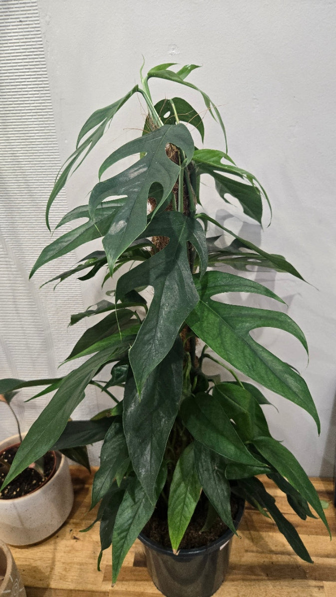 EPIPREMNUM PINNATUM BALTIK BLUE