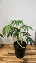 ANTHURIUM POLYSCHISTUM