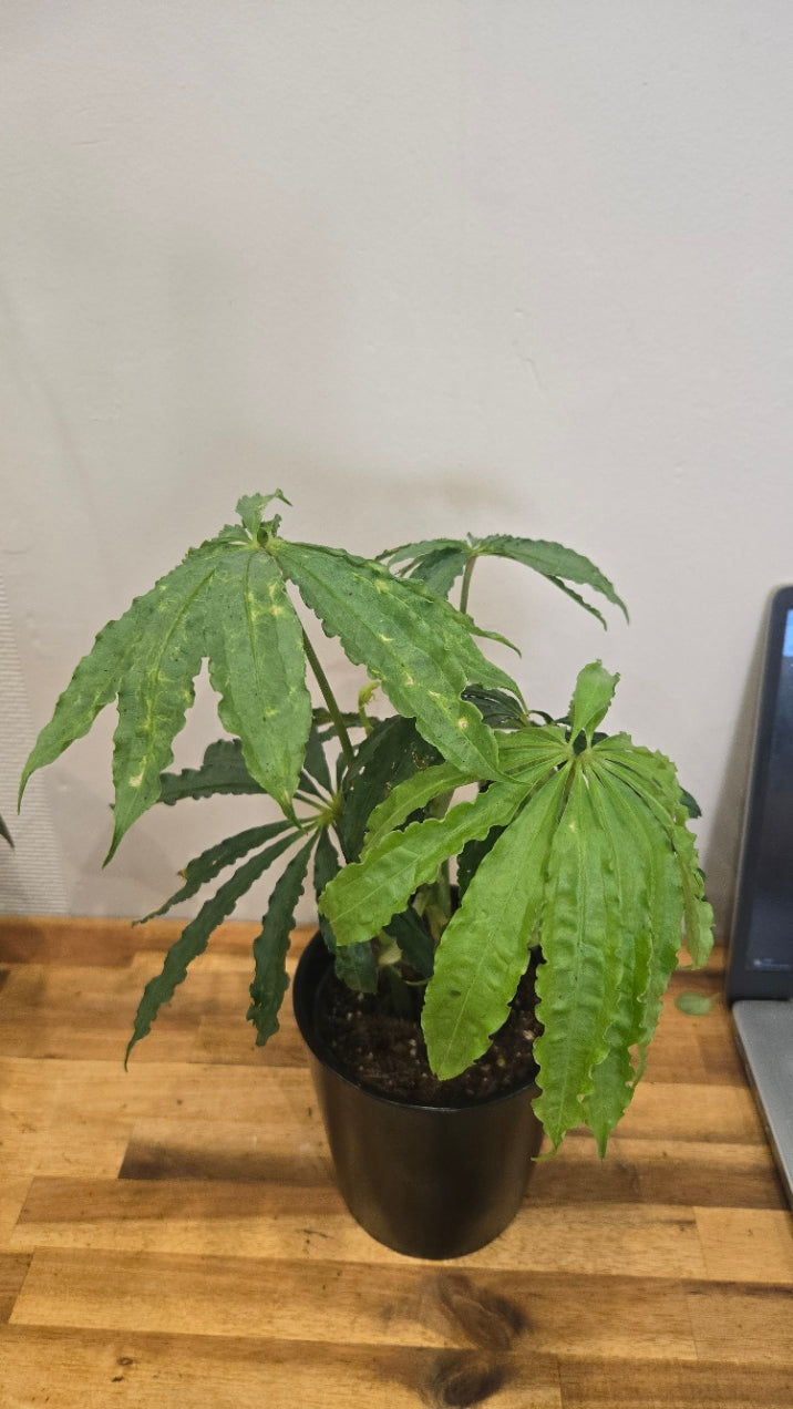 ANTHURIUM POLYSCHISTUM