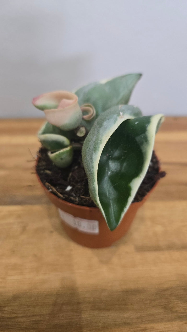 HOYA COMPACTA VARIEGATA