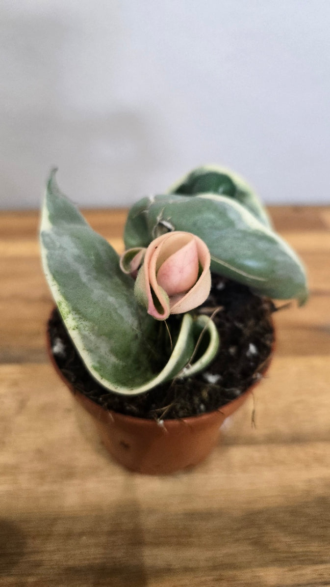 HOYA COMPACTA VARIEGATA
