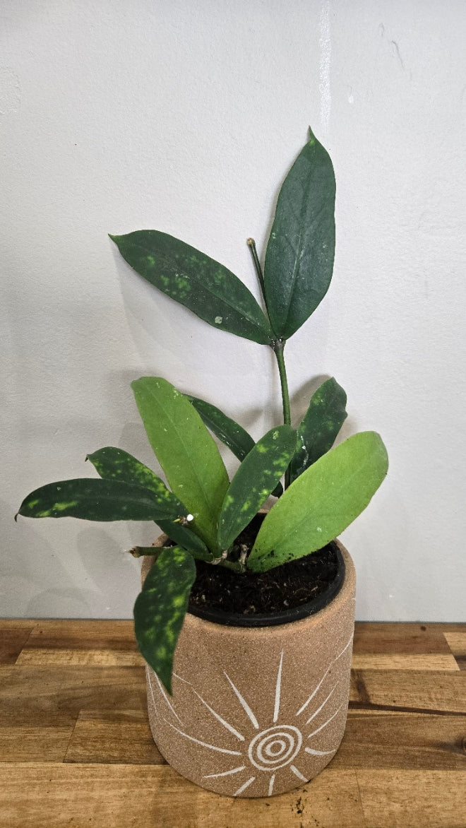 HOYA LOBBII