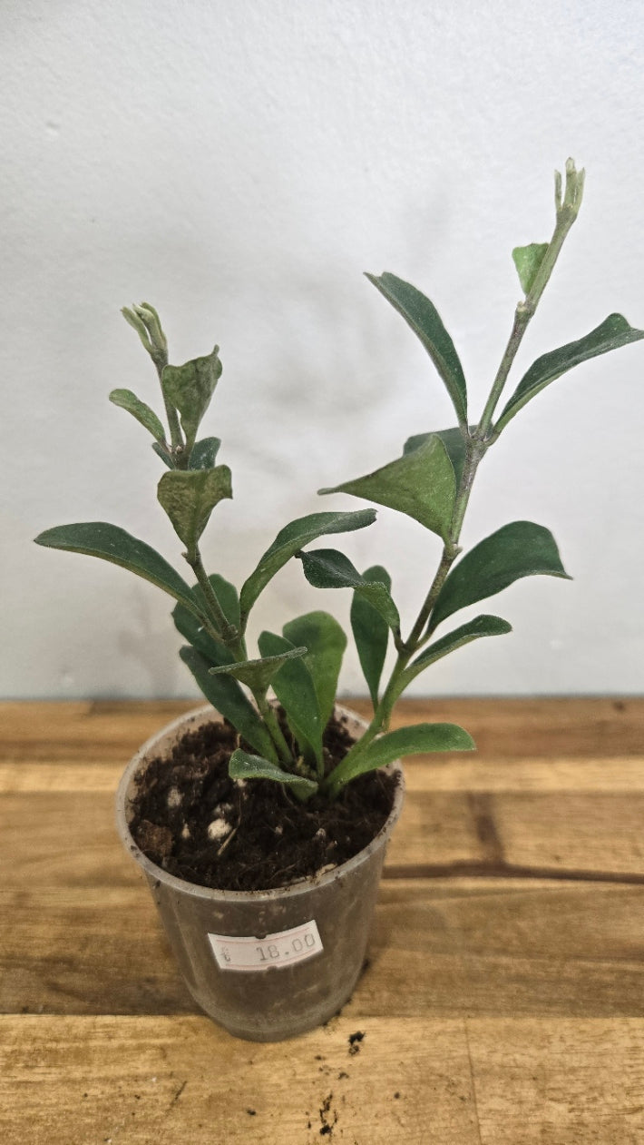 HOYA MANIPURENSIS