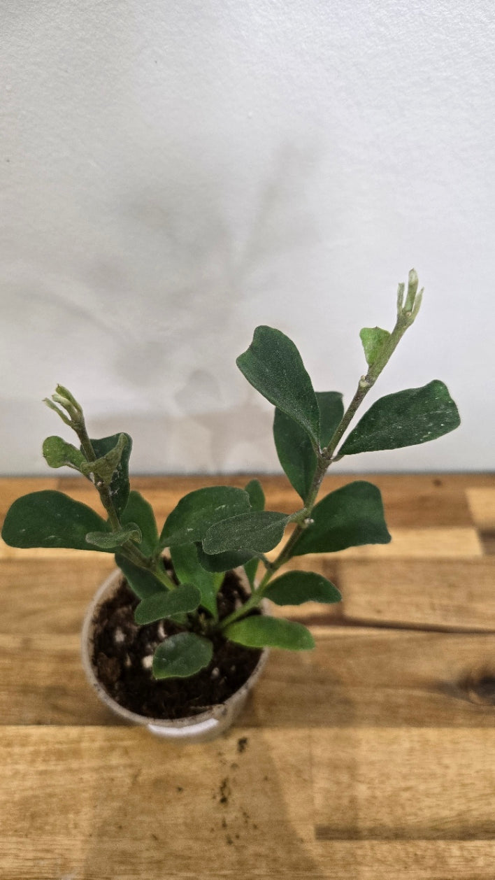 HOYA MANIPURENSIS
