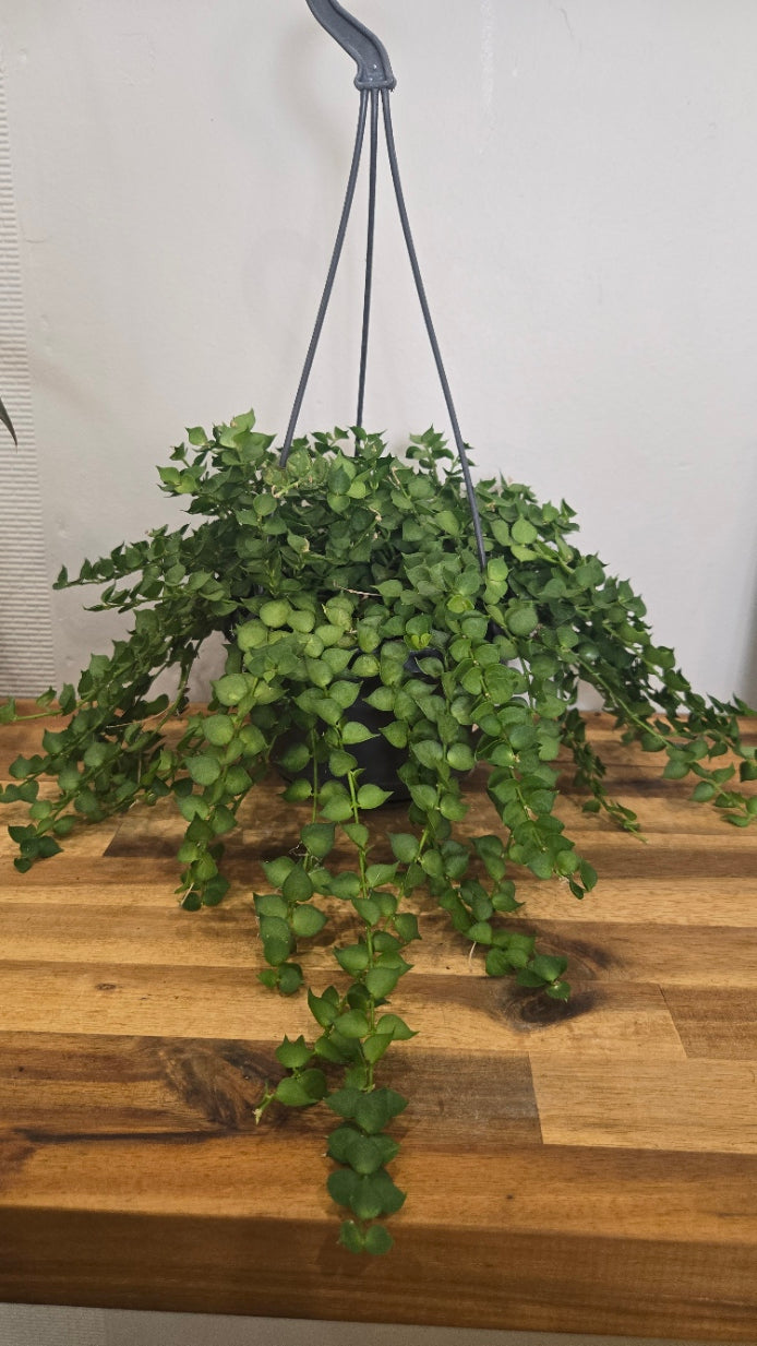 DISCHIDIA RUSCIFOLIA