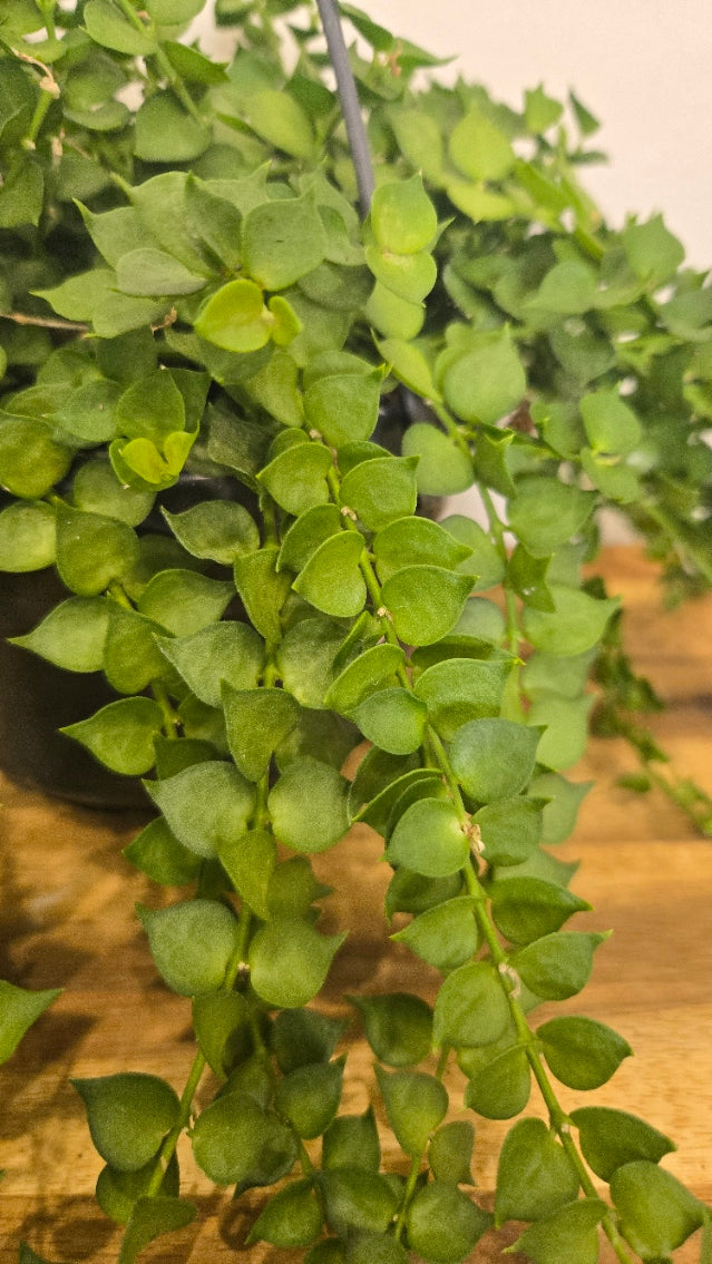 DISCHIDIA RUSCIFOLIA