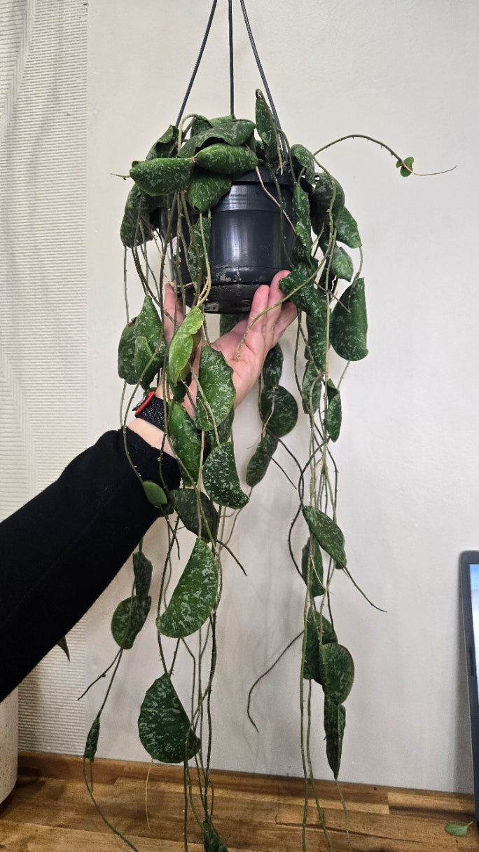 HOYA IMBRICATA SPLASH