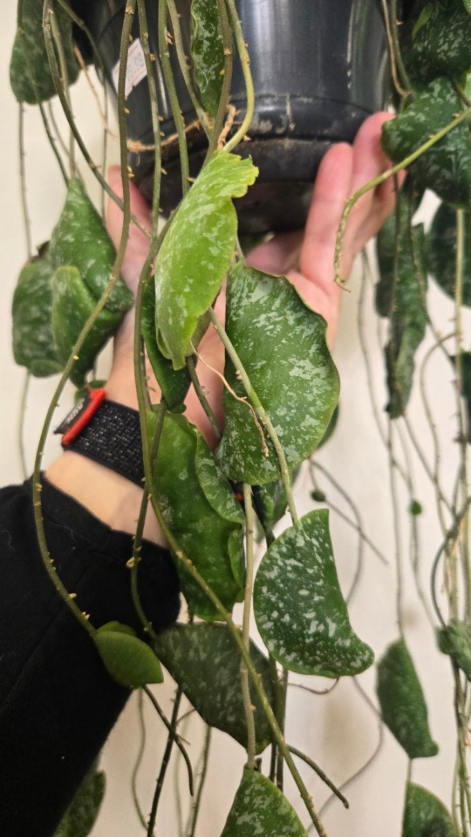 HOYA IMBRICATA SPLASH