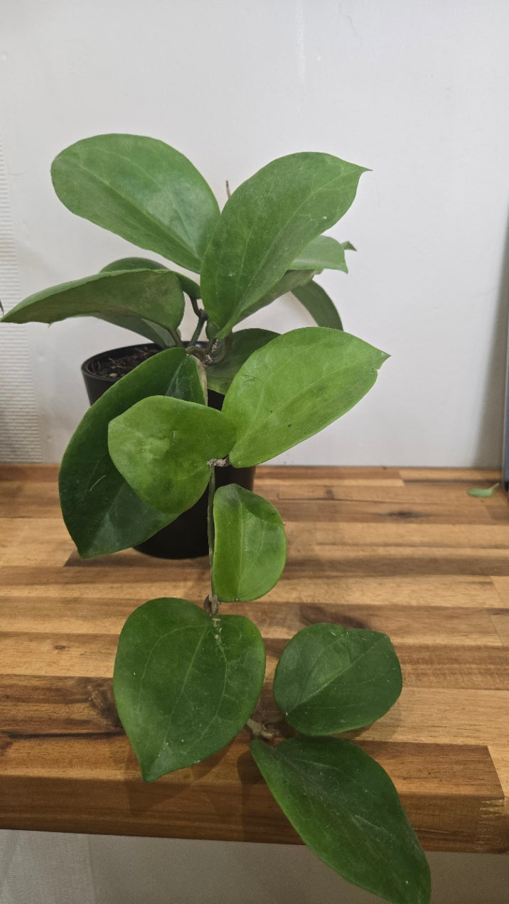 HOYA SURIGAOENSIS