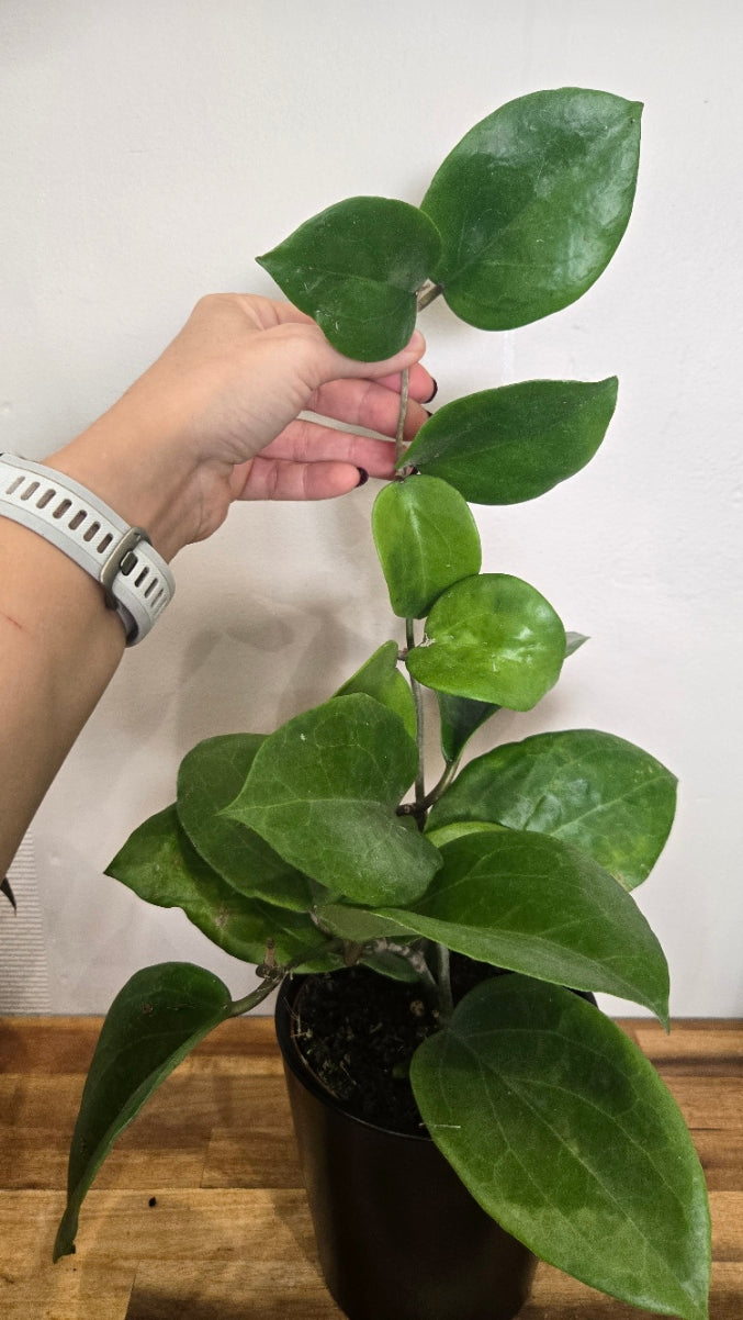 HOYA SURIGAOENSIS
