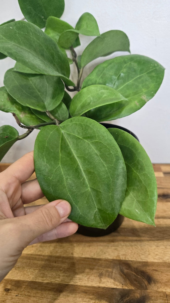 HOYA SURIGAOENSIS