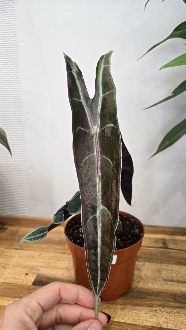 ALOCASIA LONGILOBA PURPLE
