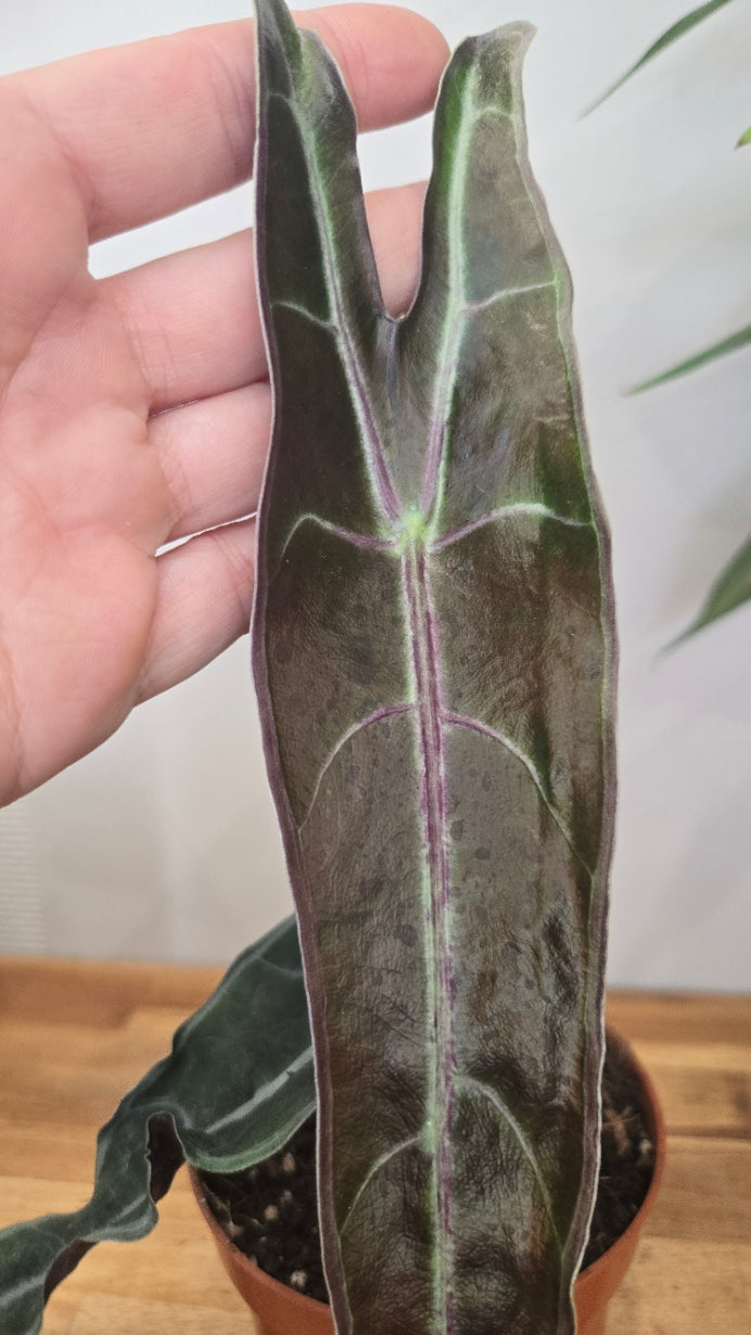 ALOCASIA LONGILOBA PURPLE
