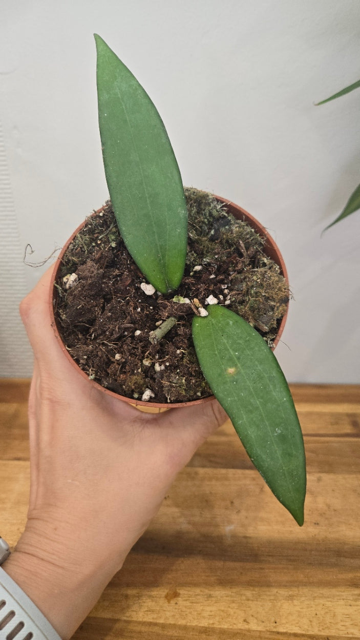 HOYA CINNAMOMIFOLIA