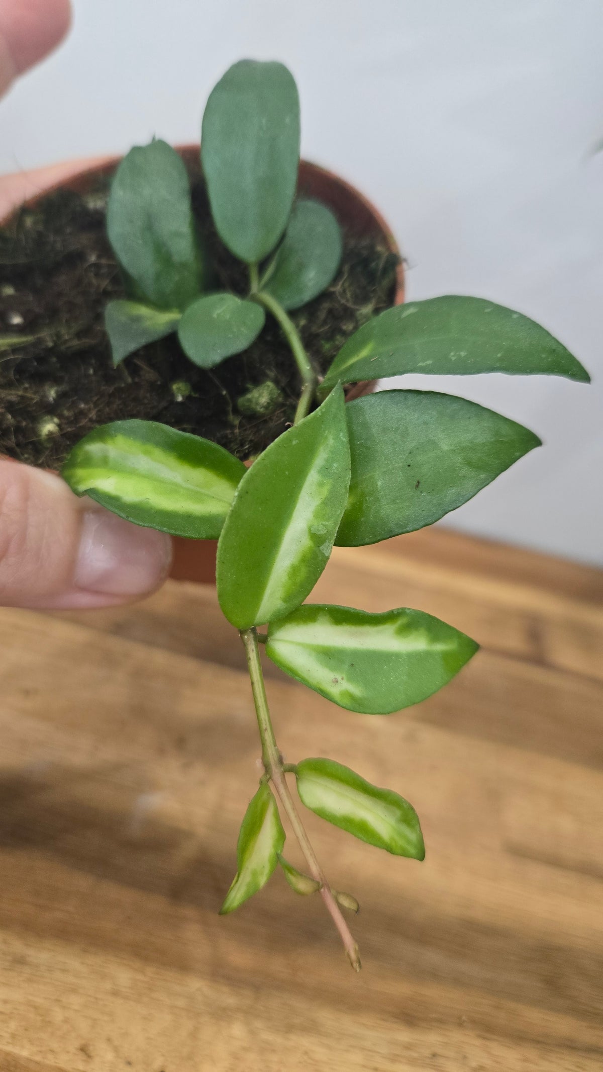 HOYA LACUNOSA TRICOLOR BRUNO