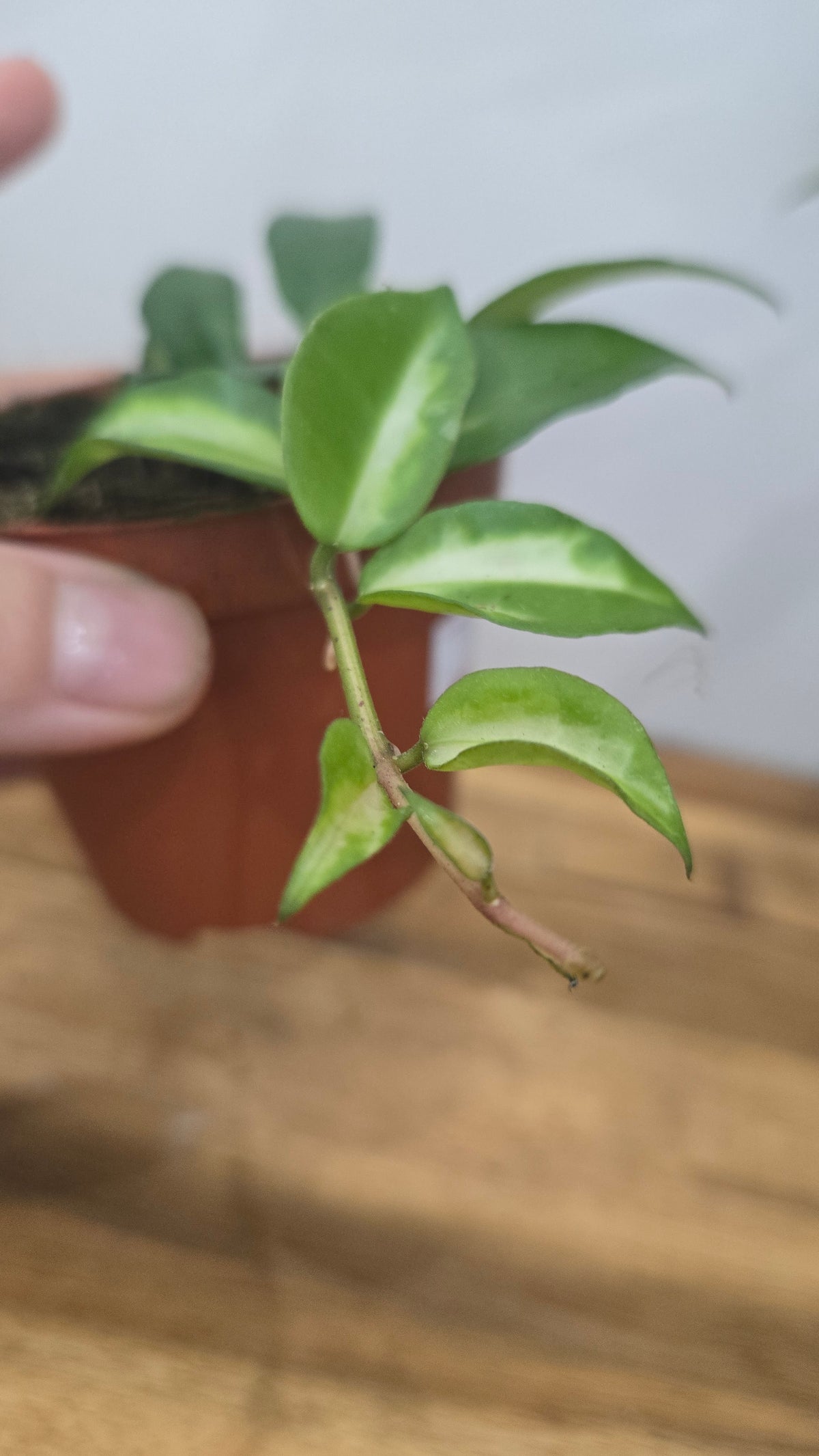 HOYA LACUNOSA TRICOLOR BRUNO