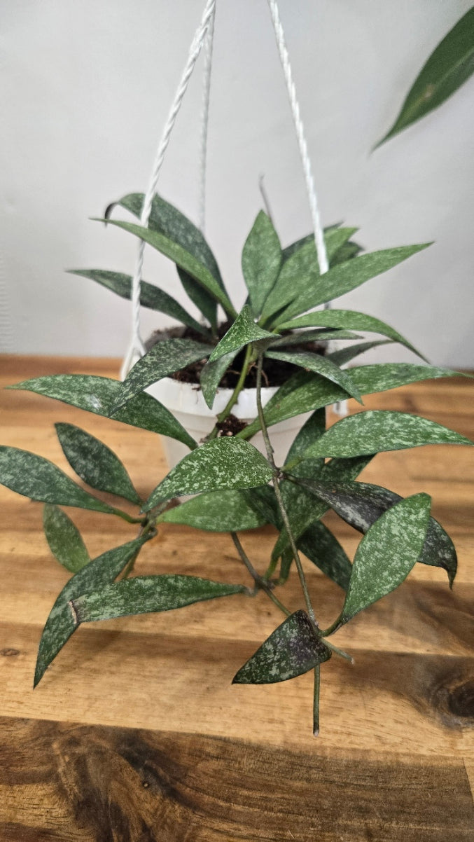 HOYA PARVIFLORA
