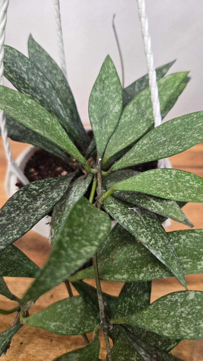 HOYA PARVIFLORA