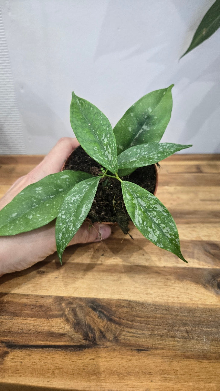 HOYA OCCULTATA SPLASH