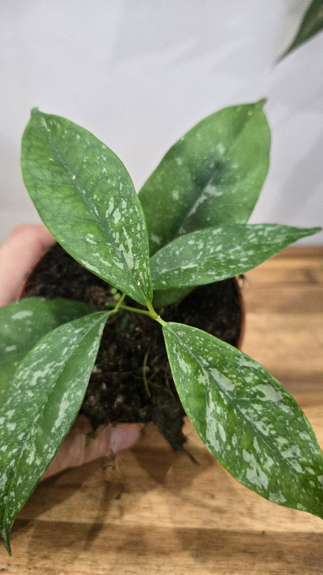 HOYA OCCULTATA SPLASH