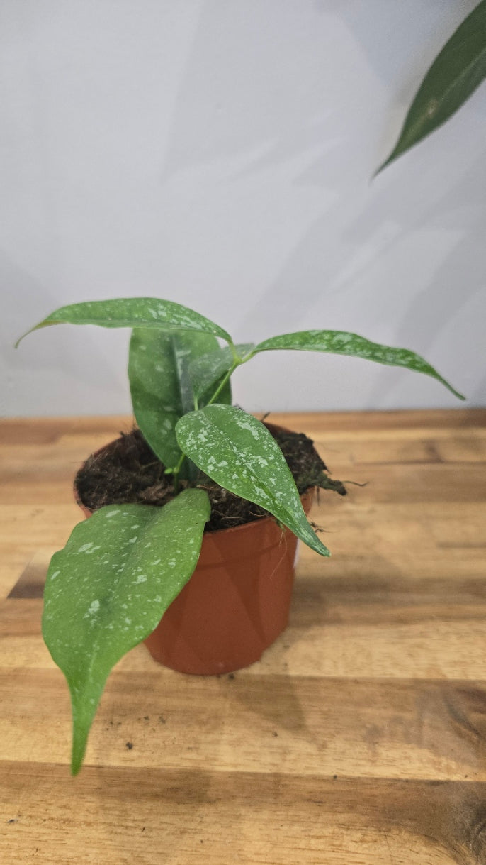 HOYA OCCULTATA SPLASH