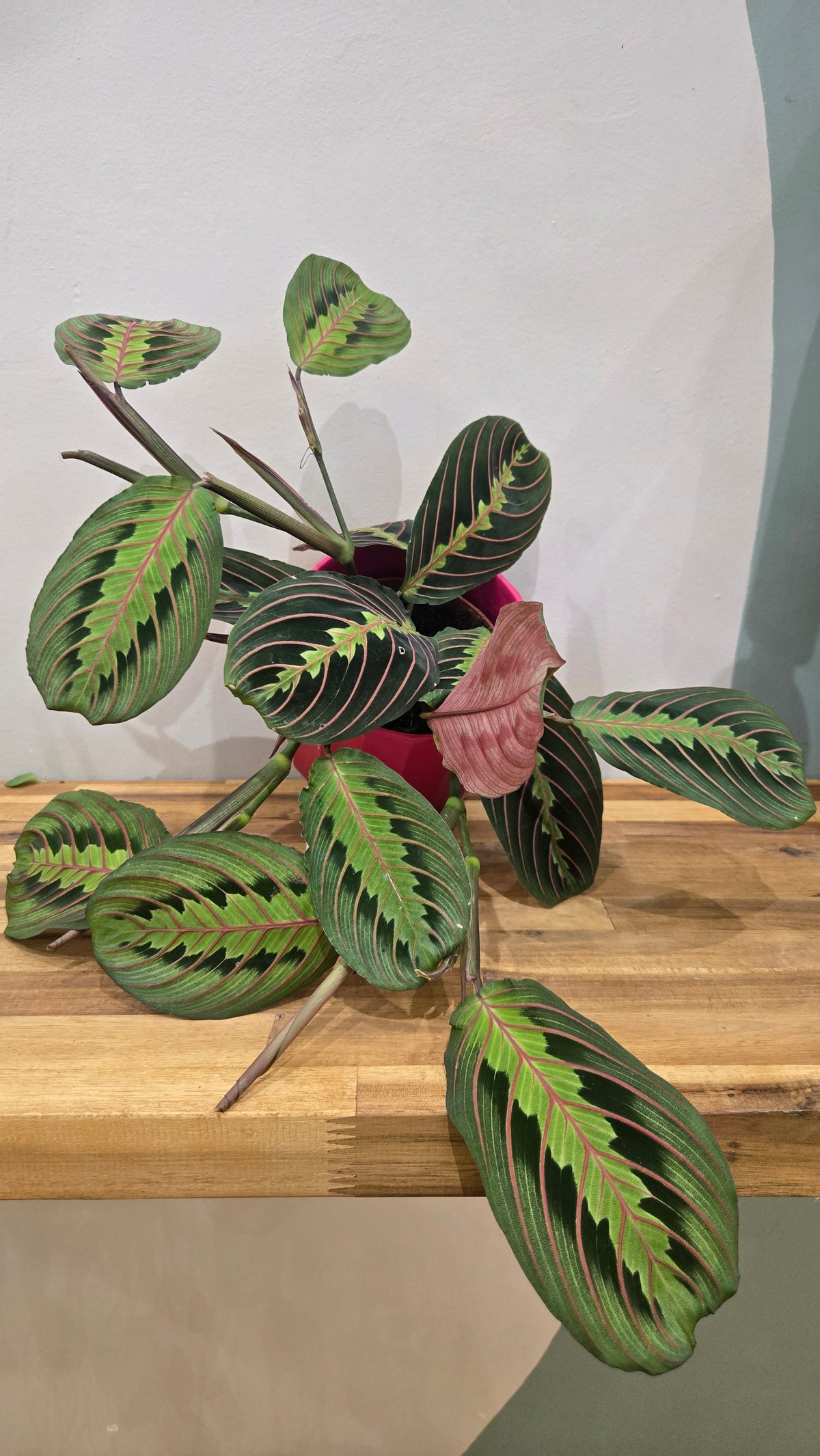 MARANTA LEUCONEURA FASCINATOR
