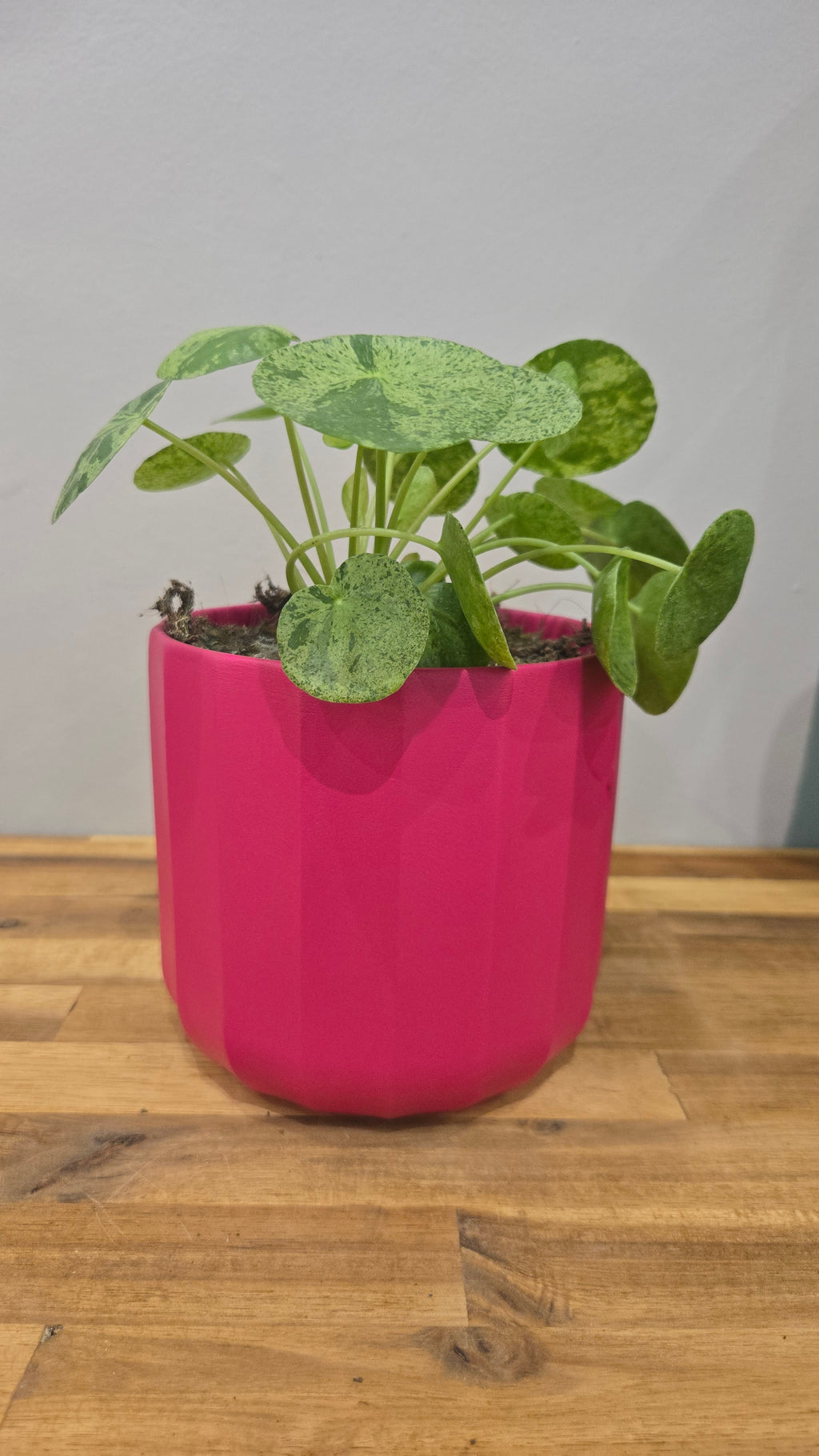 PILEA PEPEROMIOIDES MOJITO