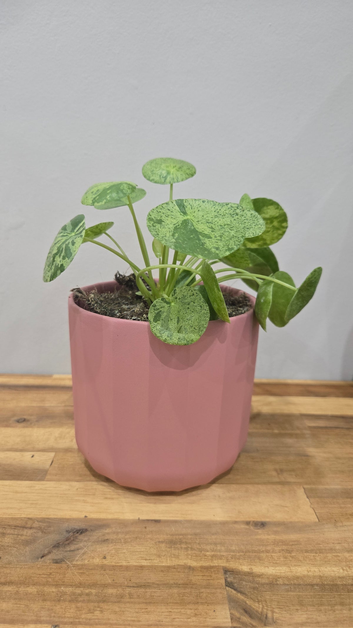 CACHE POT PALLADIO
