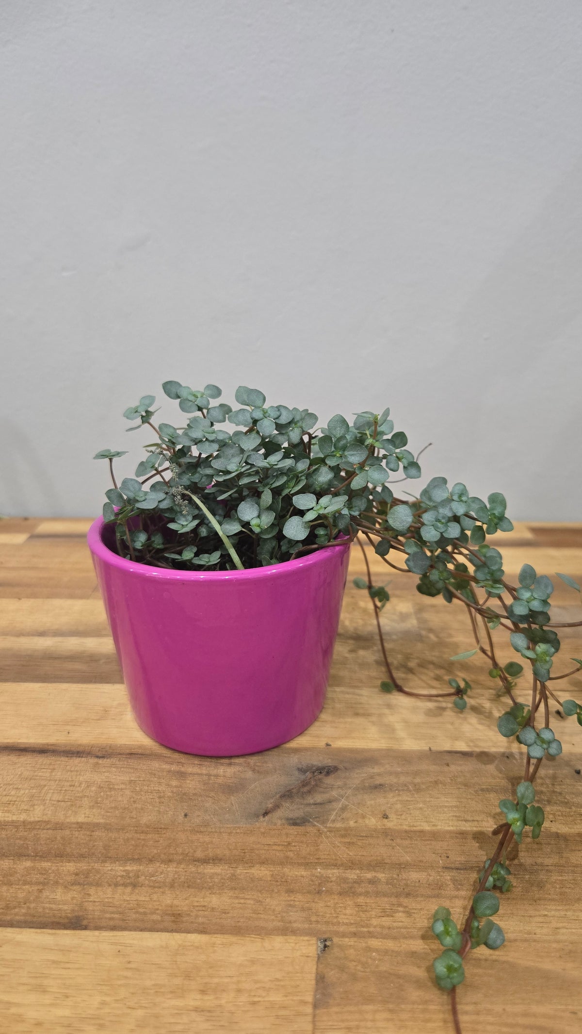CACHE POT MINI