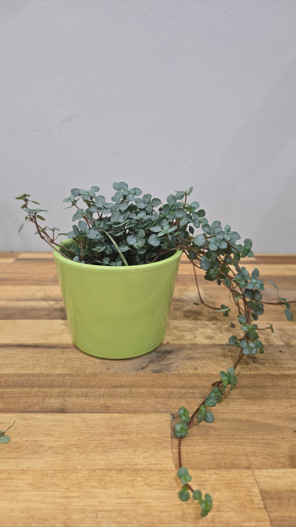 PILEA GLAUCA