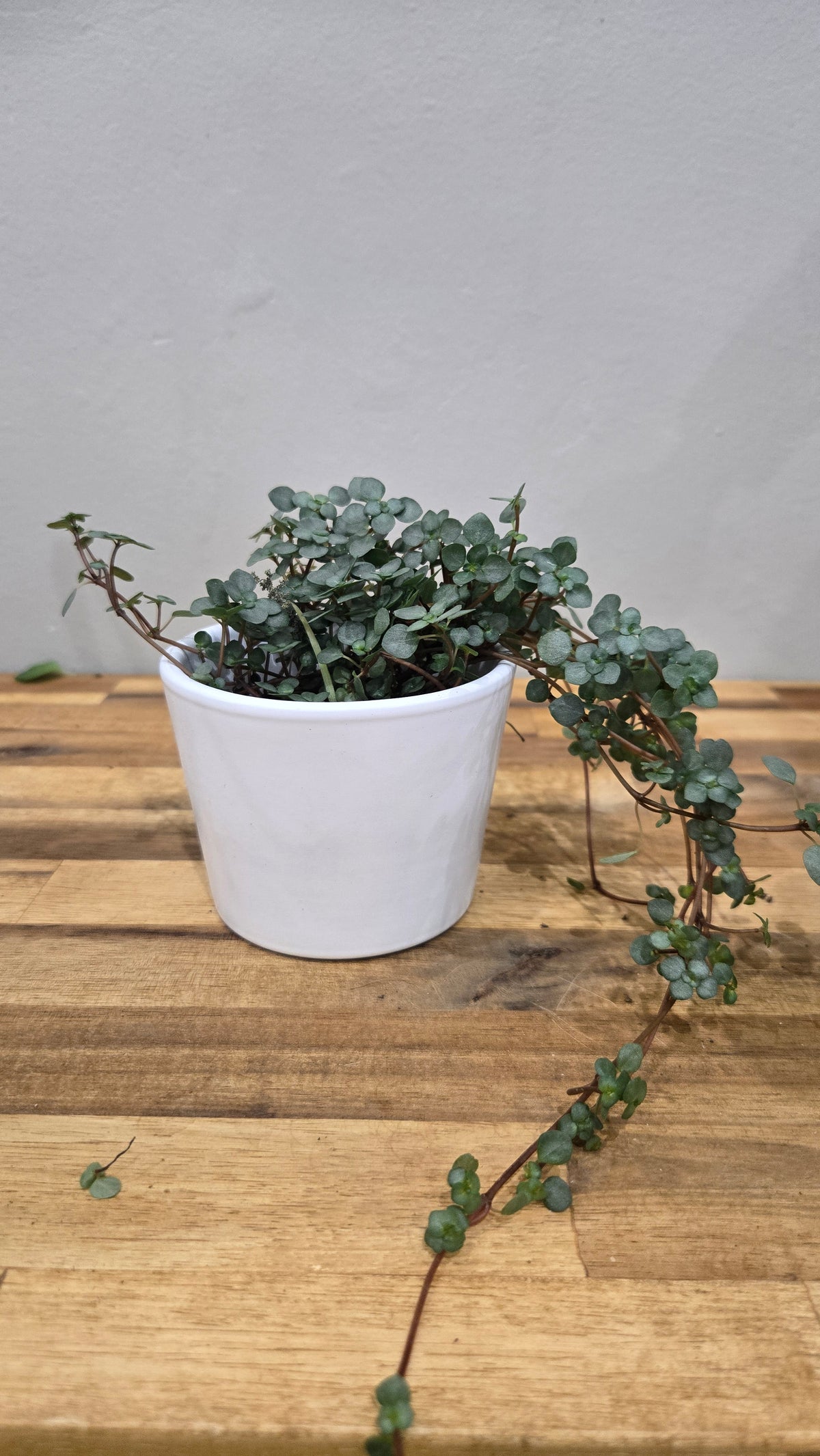 PILEA GLAUCA