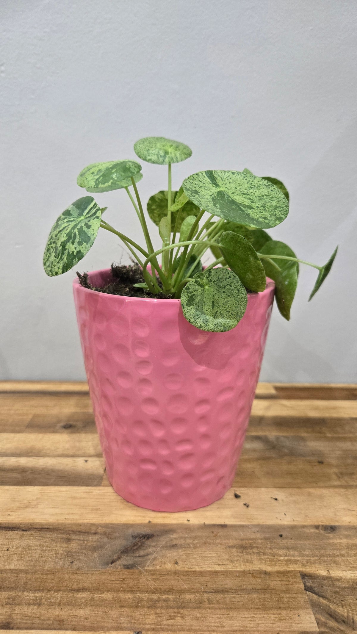 CACHE POT ECAILLE