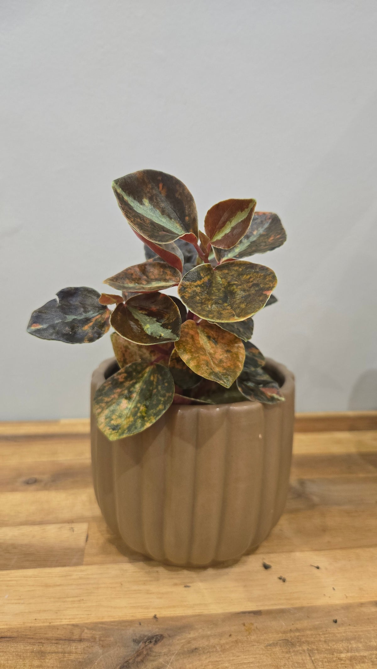 CACHE POT CHOCOLAT