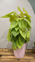 Philodendron  lemon lime