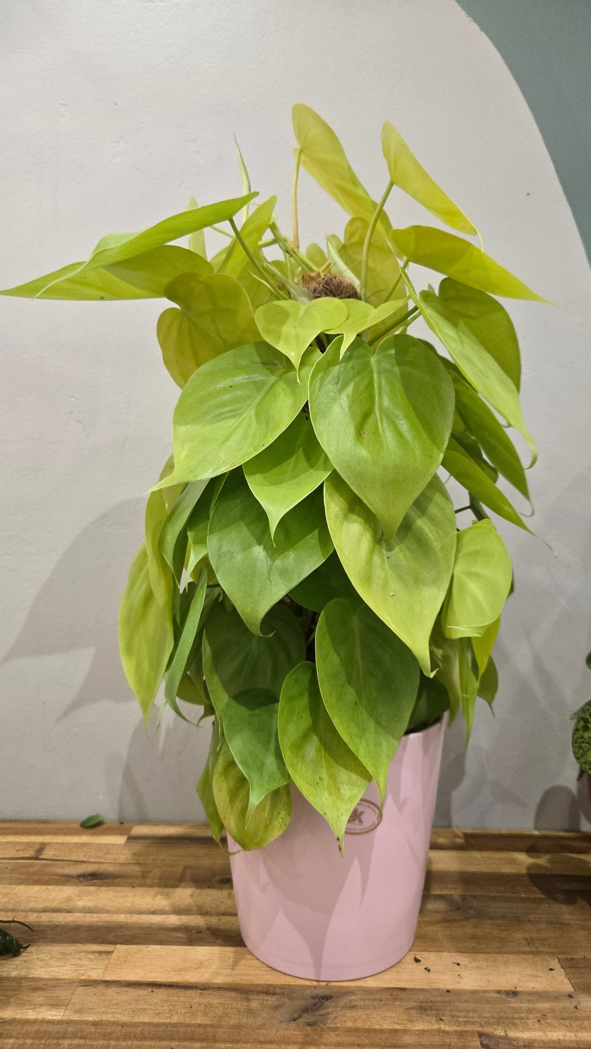 Philodendron  lemon lime