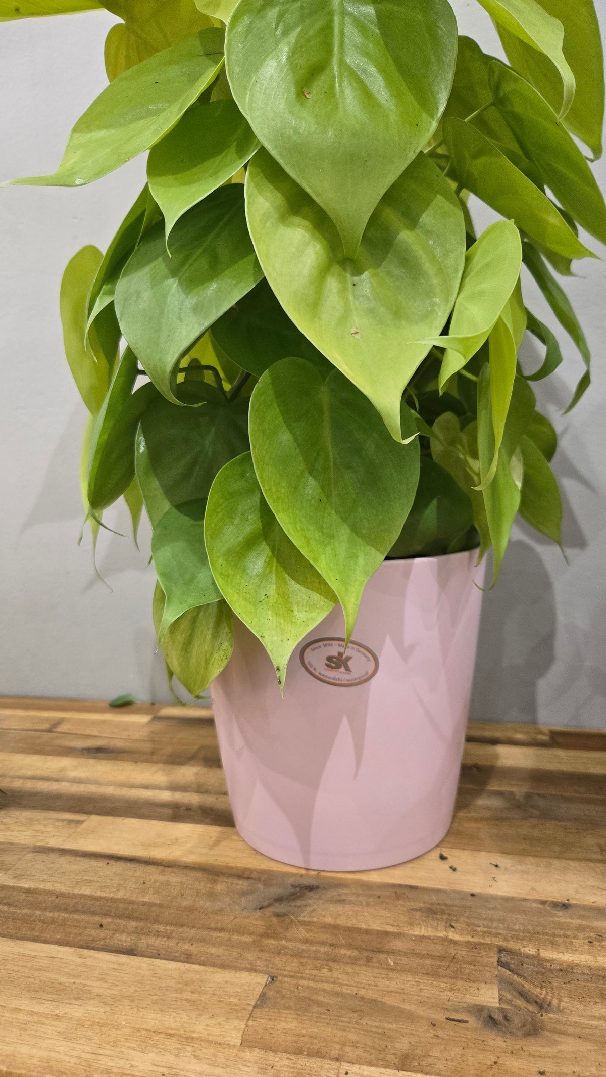 Philodendron  lemon lime