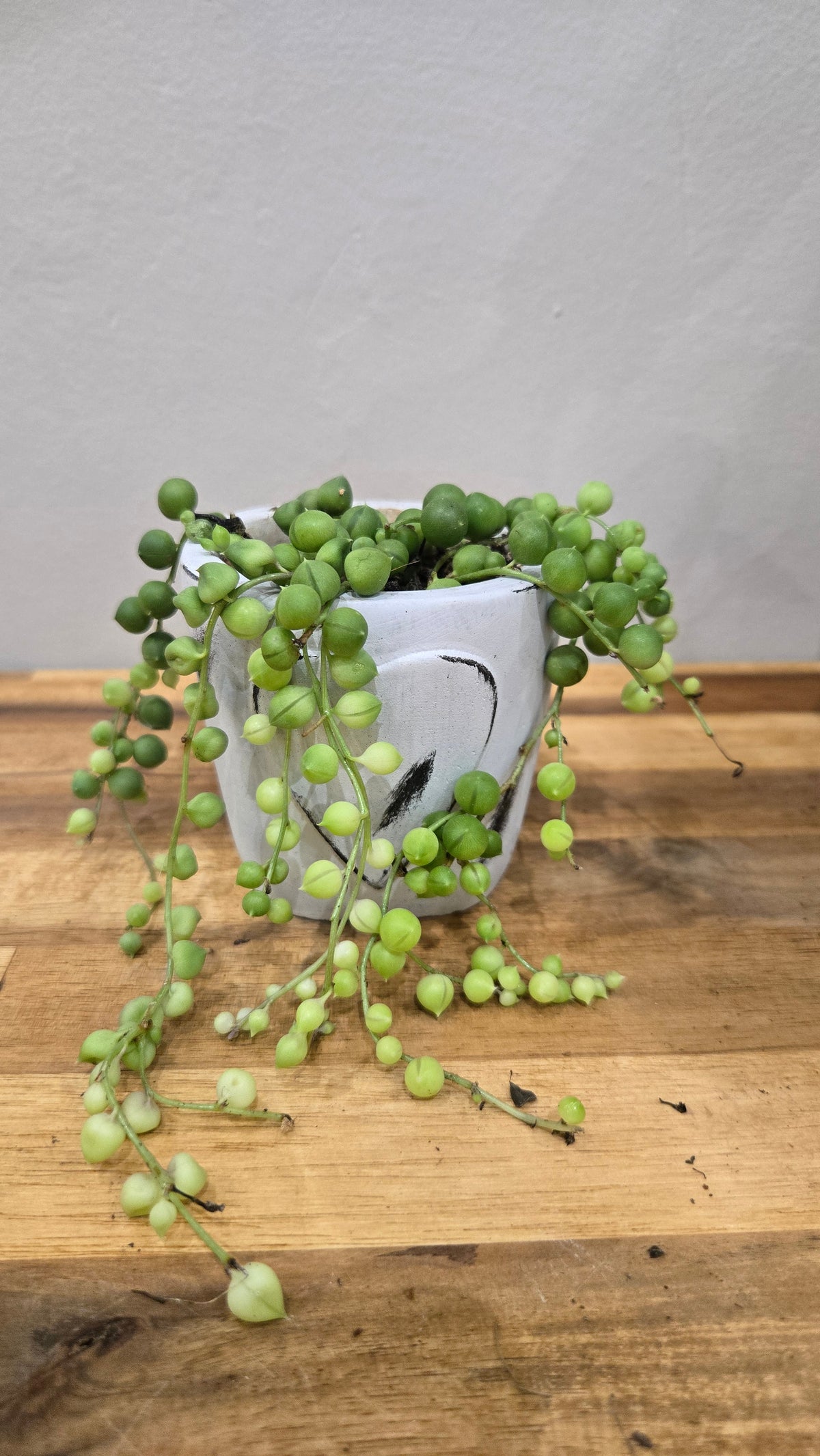 SENECIO ROWLEYANUS