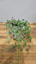Peperomia prostrata turtle