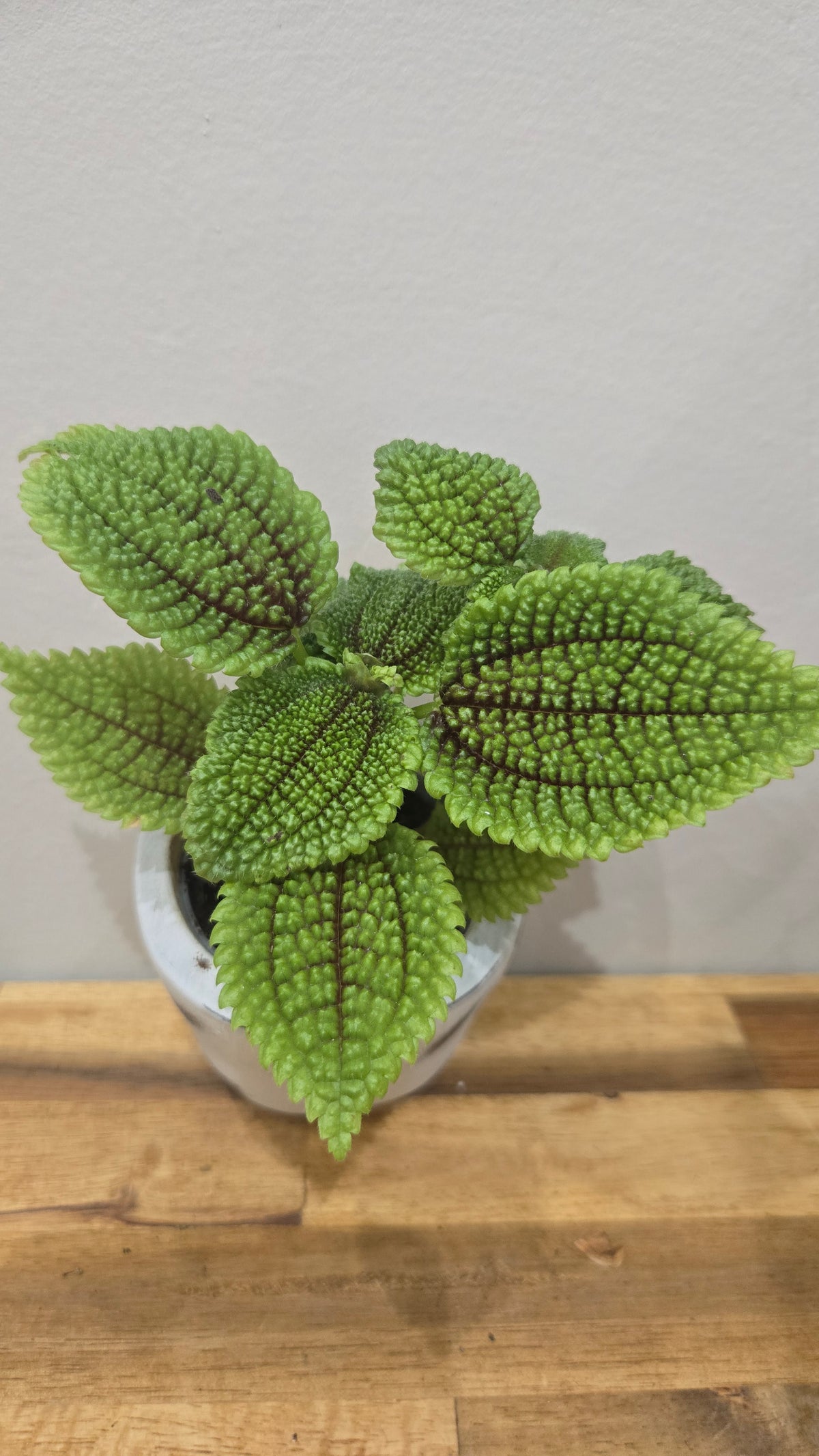 Pilea Moon Valley