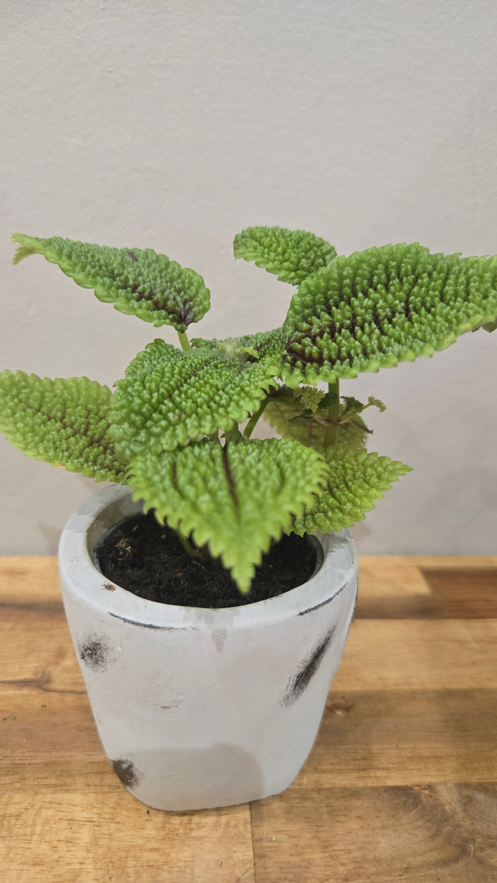 Pilea Moon Valley