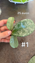 HOYA NOVA GHOST ( new guinea)
